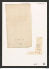 Navicula sp. (de-Toni-Nr.: Genus 1) Zeichnungen Sammlung Grunow (NHMW-BOT-W0368373)